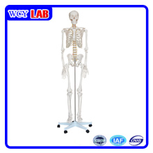 180cm menschliches Skelettmodell für das Unterrichten